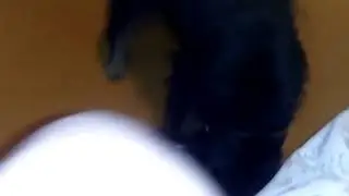 Жестокое нападение ягдтерьера на котёнка