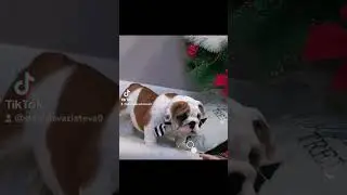 Английски булдог /English Bulldog