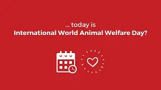World Animal Welfare Day - How ehorses is committed to animal welfare