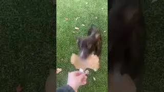 Enjoying the crunchy leaves 🍁