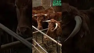Ils ont pas la même définition de "correcte" 😅 - Extrait Sacrées vaches