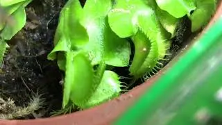 Feeding Venus fly trap Betta fish food and fruit flies