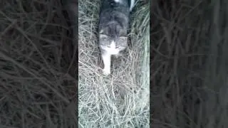 Cat attacks mistress