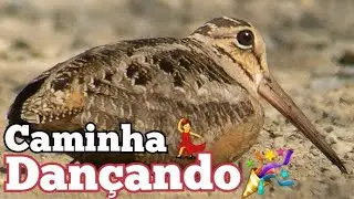 GALINHOLA AMERICANA|UMA AVE QUE CAMINHA ESQUISITO.😅