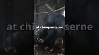 Science KU x ZOO: Illegale chimpanser