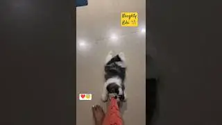 A Day in the Life of my Naughty kiki || Shi Tzu dog😇 ❤||