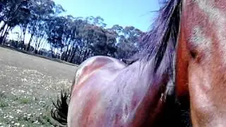 Vegin  in the paddock
