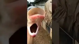 Mutant fish