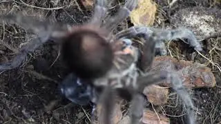 Random feeding