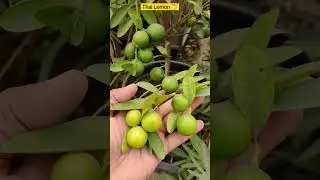 Thai lemon | Grow Lemons in Pots 
