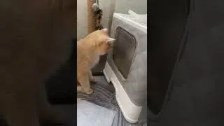 Очередь в туалет #кисёныши #cat #pets #kitten #смешныеживотные