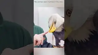 🦅❤️ The Eagle Who Was Saved by a Girl… And He Repaid Her a Hundredfold! 😱