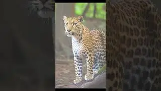 Нейросеть Uncrop удаляет фон с фото в один клик!