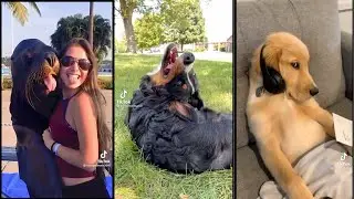 TikTok Funny Animals | 