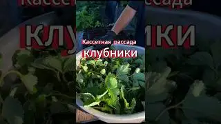 Как вырастить рассаду клубники ❤️ 
