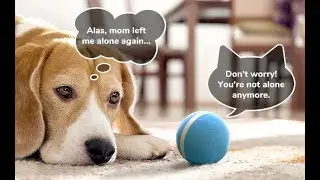 Wicked Ball Your Pet's First Automatic Companion Latest 2019!!!