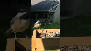 Little chirps of the black-capped chickadee #birdfeeder #birdfeeding