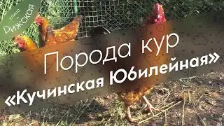 Kuchinskaya Yubileinaya Chicken Breed 🐓 Review