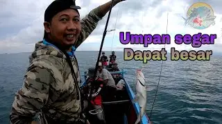 mancing dasaran - UMPAN CUMI SEGAR DAPAT IKAN BESAR