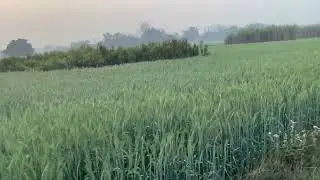 Morning walk at the dawn of sun | #shorts #trending #thanksgiving #tiktok #viral #fifaworldcup