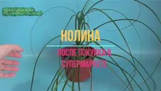 Нолина после покупки в супермаркете