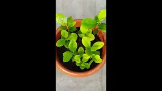 How to grow lemon tree from seeds at home 