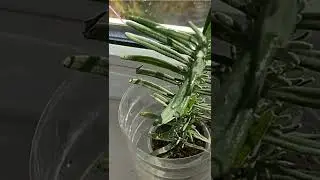 Rooting lavender cuttings at home