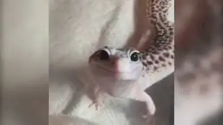 ЛУЧШИЕ ПРИКОЛЫ В COUB ВЫПУСК 1