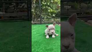 Мышка приобрела имя Кьяра-Феечка, правда похожа?)) #питомниксобак #americanbully