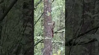Белочка 200 м от дома