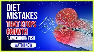 Diet Mistakes of Flowerhorn Fish that Stops Growth || Blue Aquatics
