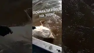 ПОЙМАЛИ РЫБУ НА 300 КГ. ОТПУСТИЛИ!