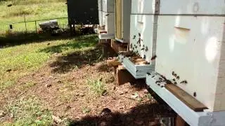 My bees getting ready for winter