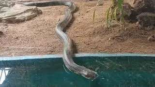 King cobra 🐍 | In Vandaloor zoo #chennai #snake #snakevideo