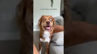 #dogshorts #doglover
