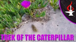 Trek of the Caterpillar