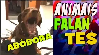 TOP 7 ANIMAIS FALANTES - DESAFIO TENTE NÃO RIR