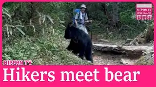 Bear spotted on hiking route