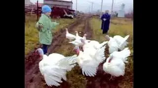 Индюки тоже умеют петь!