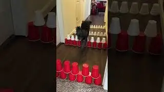 Смешные животные, песики, подборка