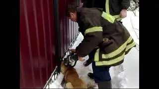 Любопытство c последствиями. г.Талдом
