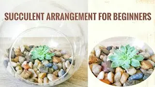 Succulent arrangement for beginners|how to create simple succulent arrangement|