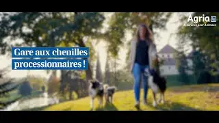 AGRIA - Gare aux chenilles processionnaires !
