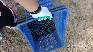 Time to Harvest - Hasat Zamanı