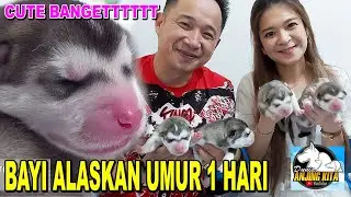 BAYI ALASKAN MALAMUTE UMUR 1 HARI - RAHASIA RAWAT BAYI ANJING