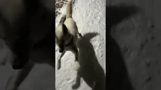 Хаски радуется снегу #хаски