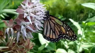 Meet Minnie, the 9+ Month-Old Monarch Butterfly Who Decided To Stay!