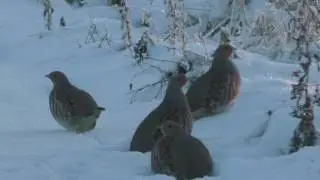 Куропати