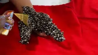 ! Look How to Remove Giant Ticks on my Hand #378