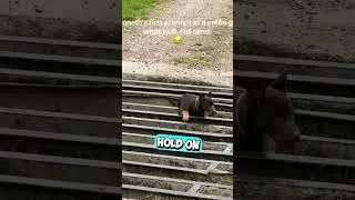 This Dog Just Vanished Into a Cattle Grid 😳 